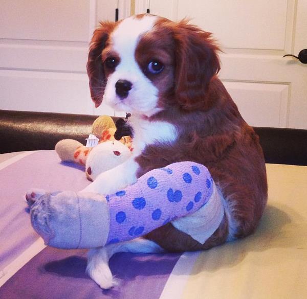 Puppy With Cast