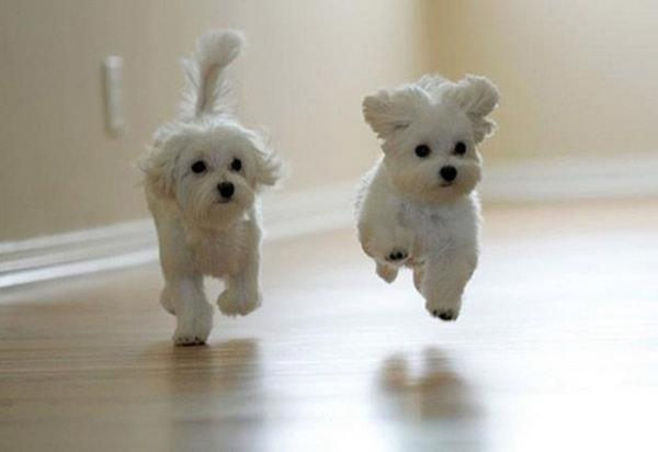 Running Puppies
