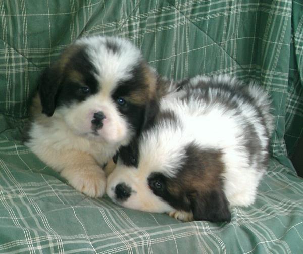Saint Bernard Puppies