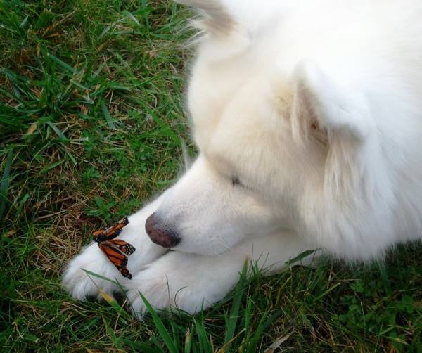 Dog And Butterfly Photograph