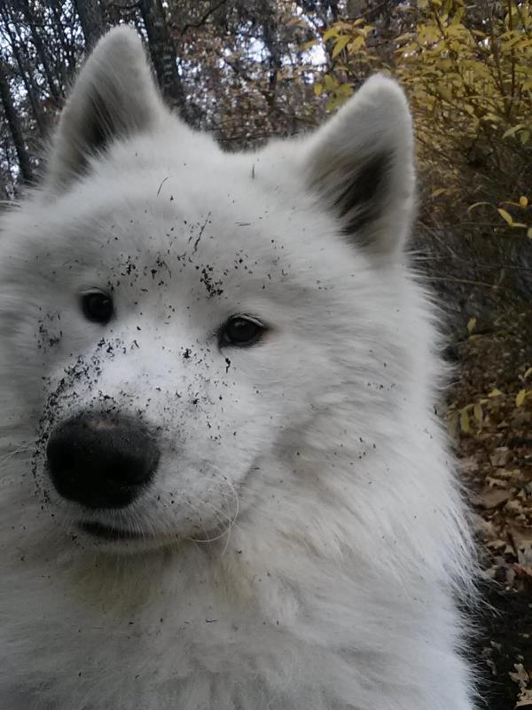 Samoyed Dirty After Playing Outside