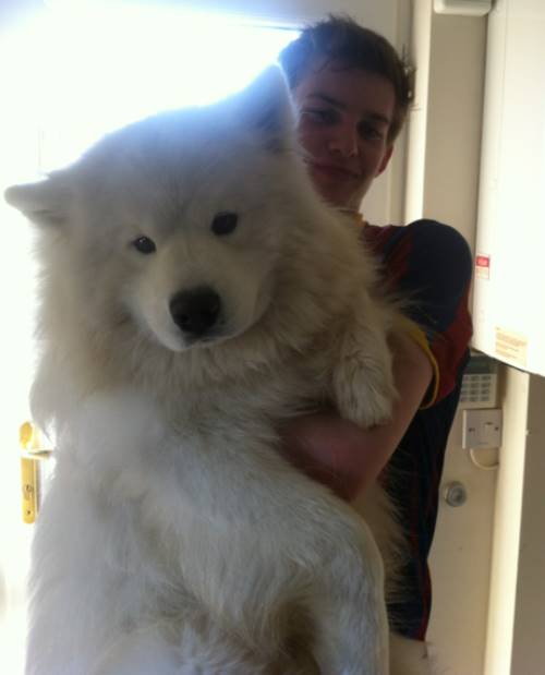 Samoyed Photos Being Held
