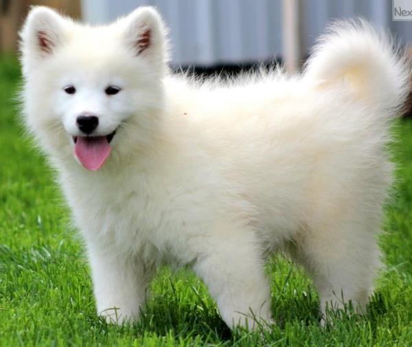 Samoyed Photos Cute Puppy