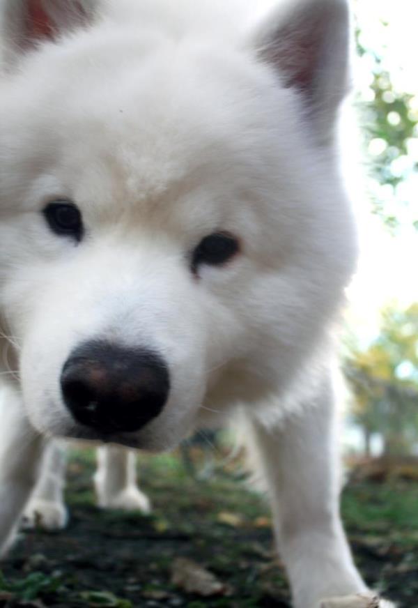 Samoyed Photos Face