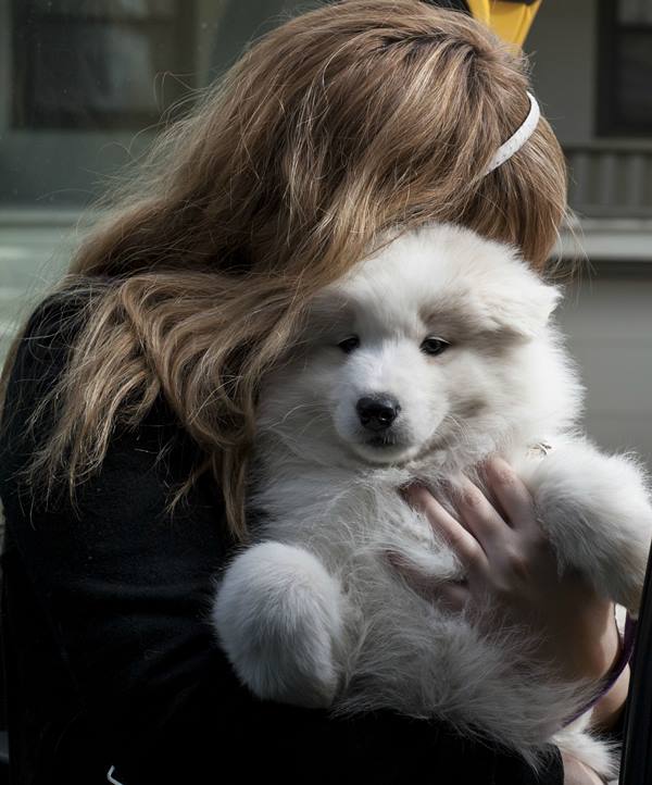 Samoyed Photos Hug