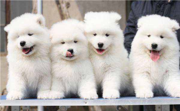 Samoyed Photos Puppies