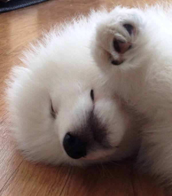 Samoyed Photos Puppy On Its Side