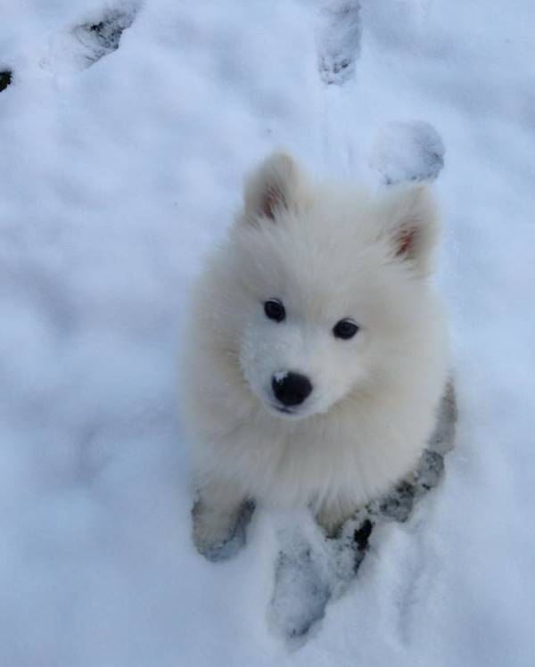 Samoyed Photos In The Snow