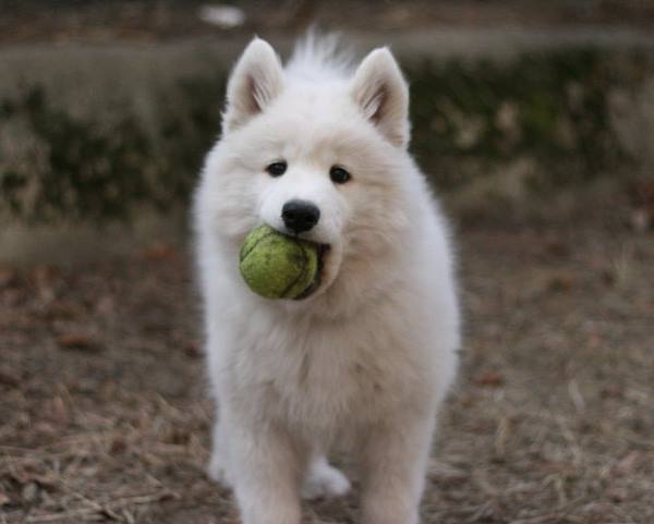 Samoyed Photos Tennis Ball