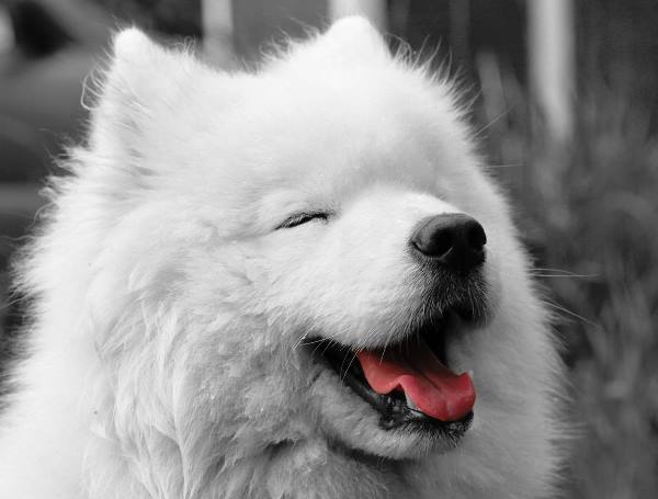Samoyed Photos Tongue