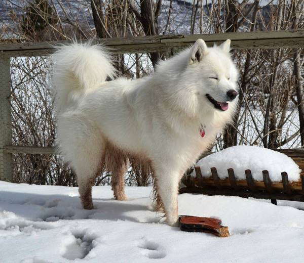 Samoyed Plays In The Snow