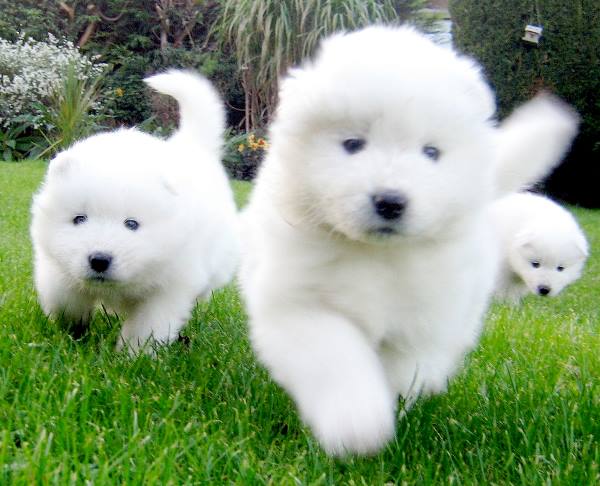 Samoyed Puppies Running
