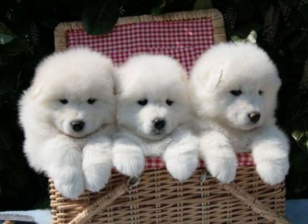 Samoyed Puppies