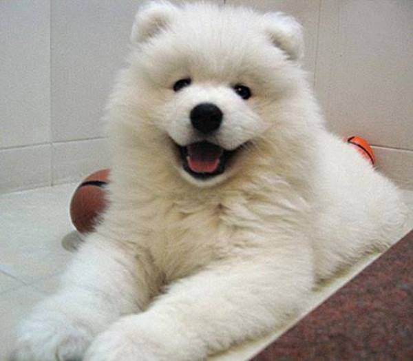 Samoyed Puppy