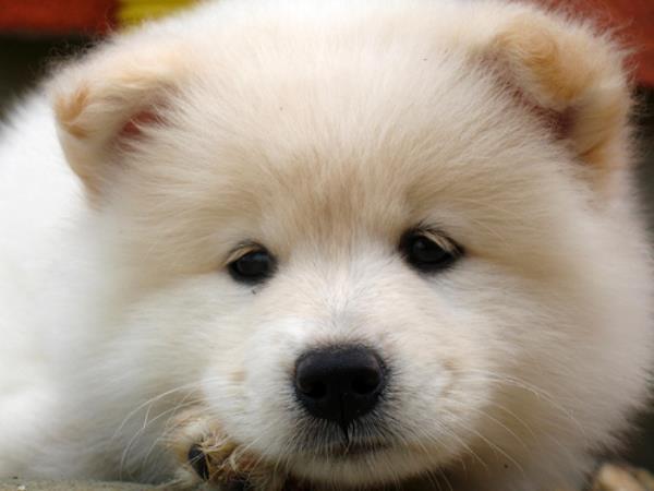 Samoyed Puppy