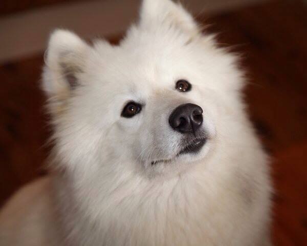 Samoyed
