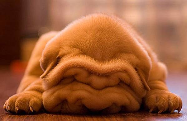 Shar Pei Puppy Pictures