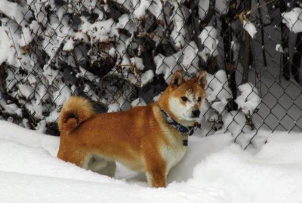 Shiba Inu In Snow