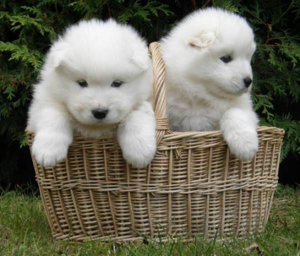 Siberian Puppies
