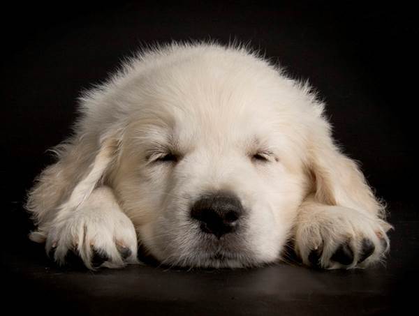 Sleeping Puppy