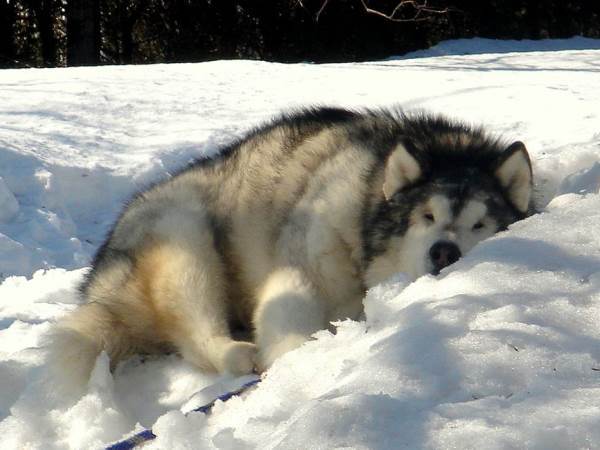 Snuggling The Snow