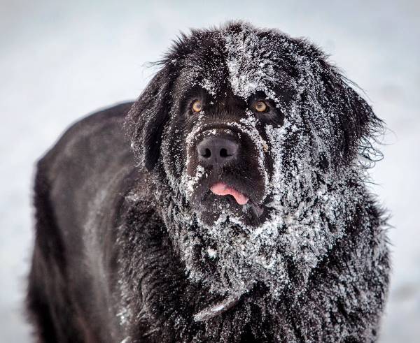 Saint Bernard Covered In Snow