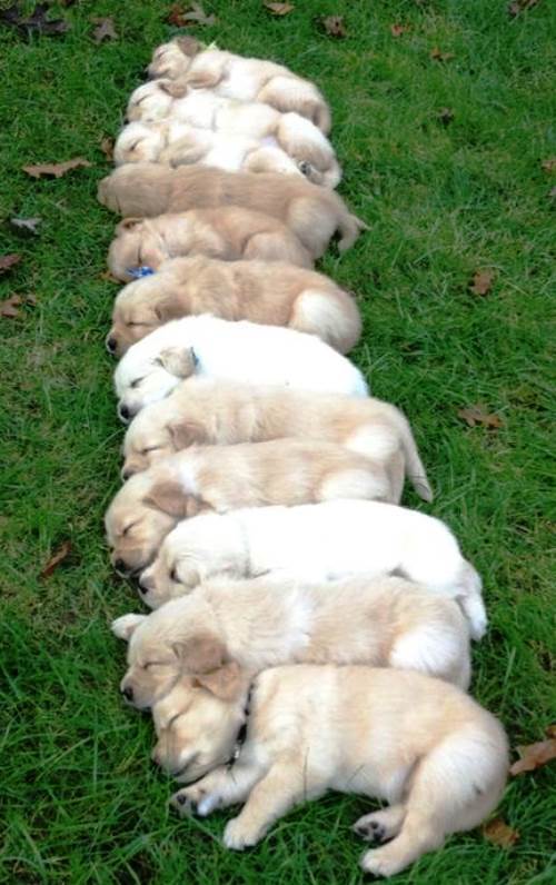 Stack Of Puppies