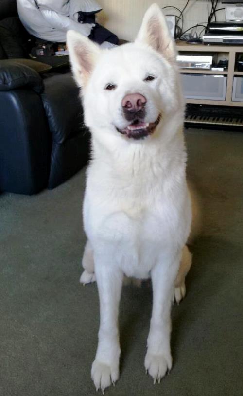 White Akita Photo