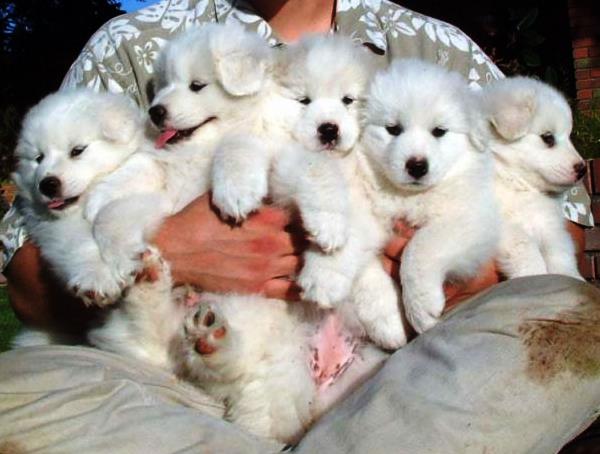 White Dog Puppies