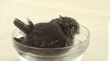 Baby Owl Bath