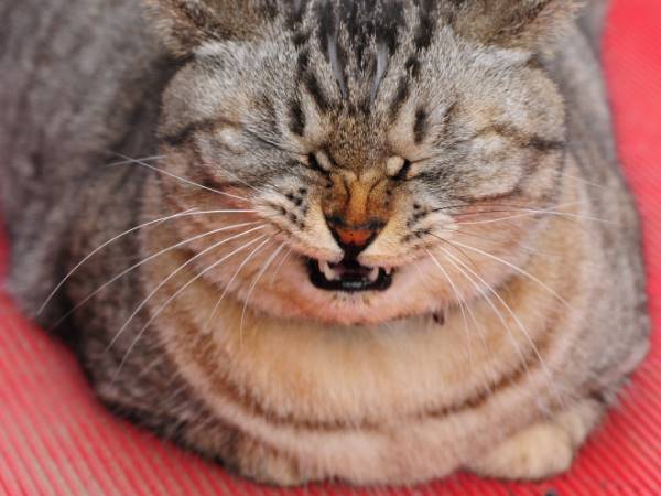 Cat Snarly Face