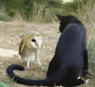 Cat Versus Owl