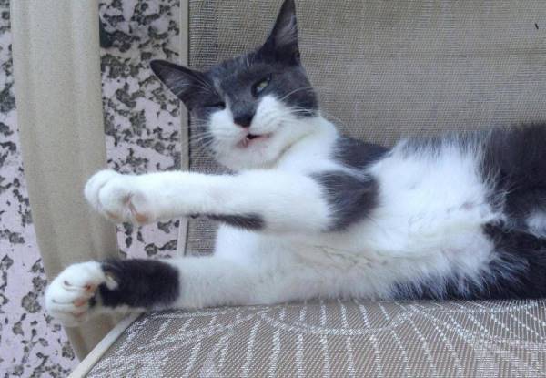 Cats About To Sneeze Picture