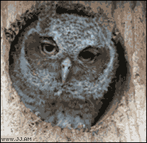 Cutest Animal GIFs Owls