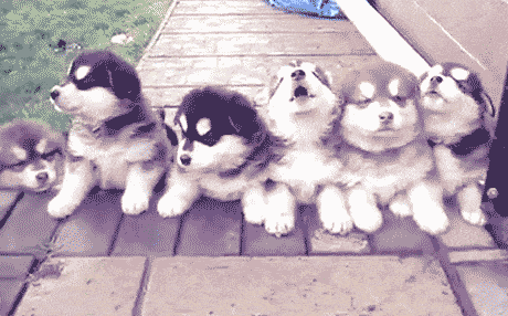 Cutest Dog GIFs Husky Puppies