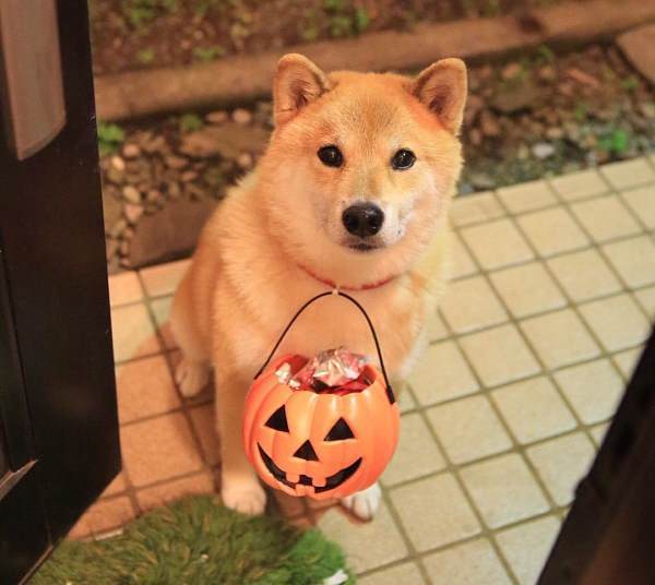 Maru, The Cutest Shiba Inu On Instagram - 600 x 536 jpeg 31kB