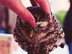 Docile Owl