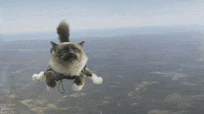 Skydiving Cat GIF