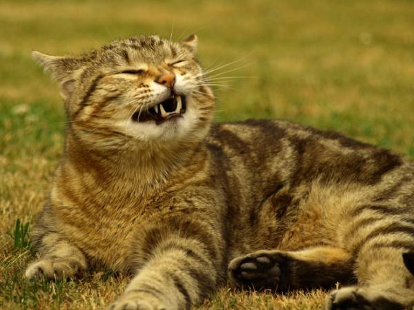 Funny Cat Sneeze