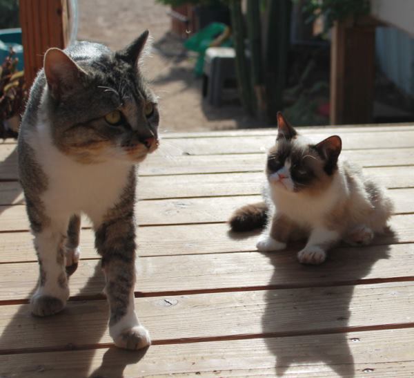 Grumpy Cat As A Baby