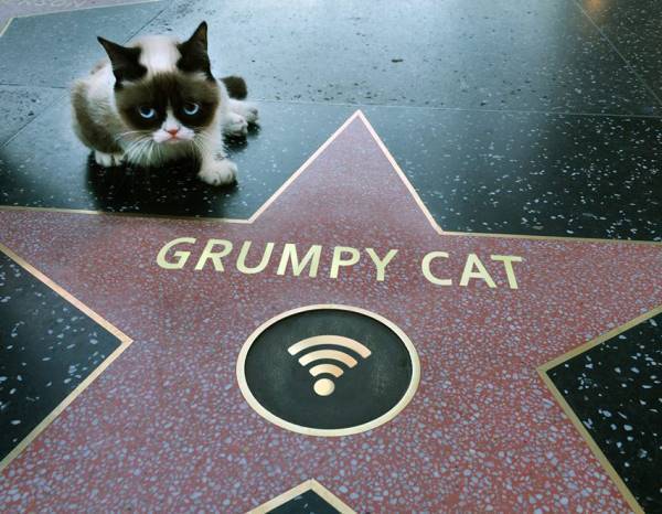 Grumpy Cat Hollywood Star