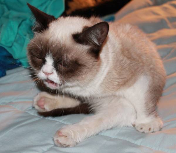 Grumpy Cat Sneeze