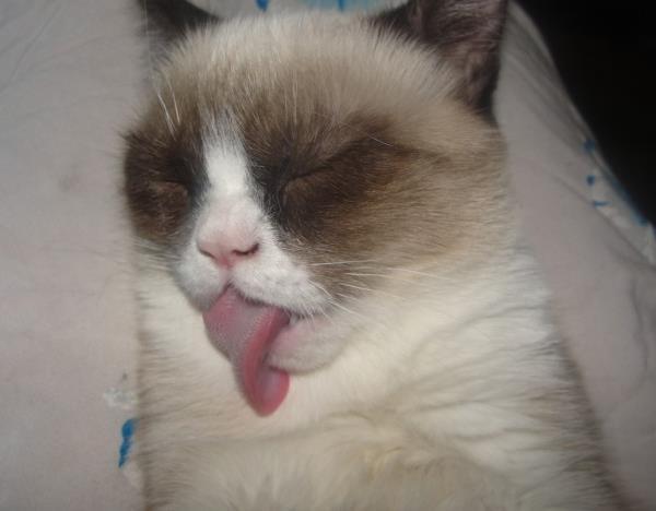 Grumpy Cats Tongue