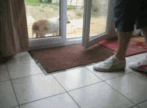 House Trained Dog