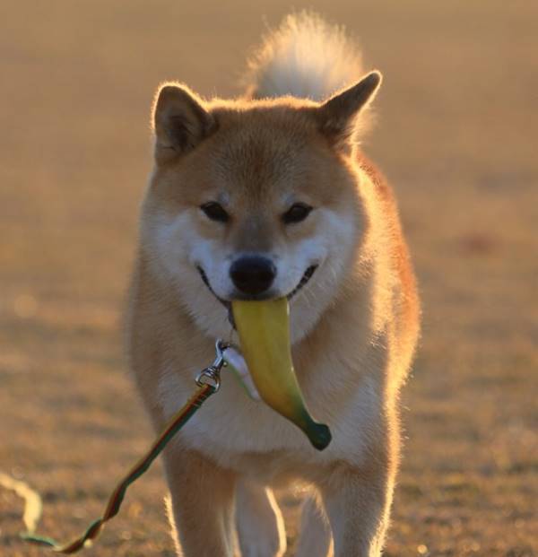 Maru, The Cutest Shiba Inu On Instagram