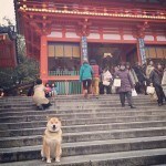 Maru In Front Of A Japanese Temple