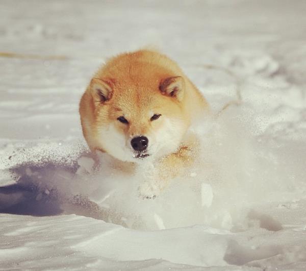 Maru In The Snow