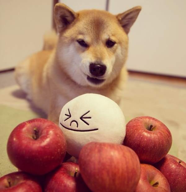 Maru With Apples