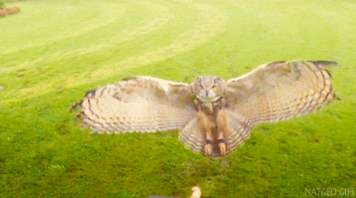 Owl Landing