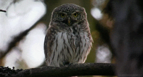 Owl Puffing GIF